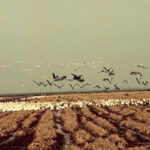 California Rice Field