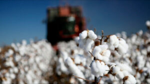 cotton