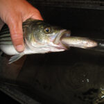 Delta bass predation